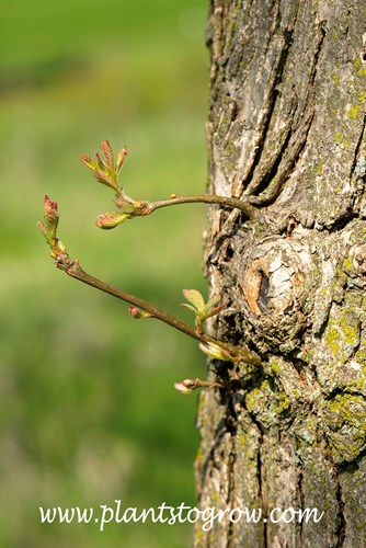 Epicormic stems growing from the area of the trunk where branches were removed